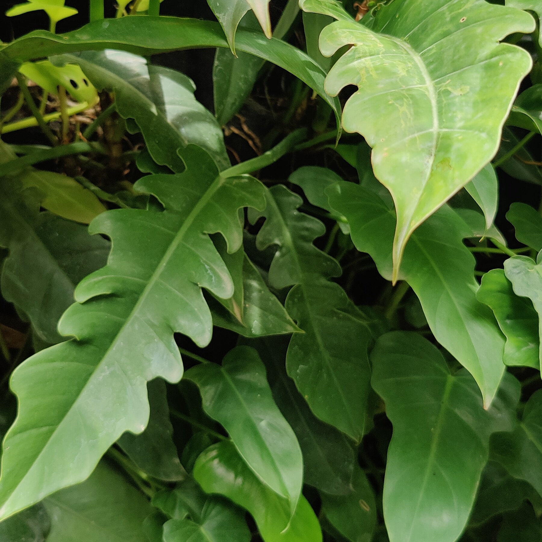 Philodendron 'Ring of Fire'